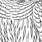 Barred owl