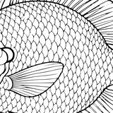 Bluegill
