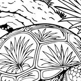 Gopher tortoise
