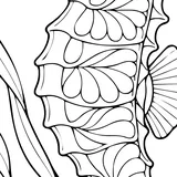 Lined seahorse