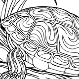 Peninsula cooter