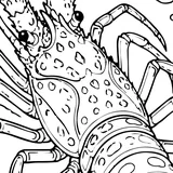 Caribbean spiny lobster